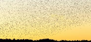 An evening view of jackdaws flying in the sky
