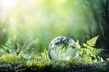 Photo of a forest floor bathed in green light with a glass globe resting on the forest floor