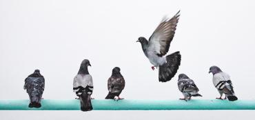 Photo of brids on a stick with one in the air