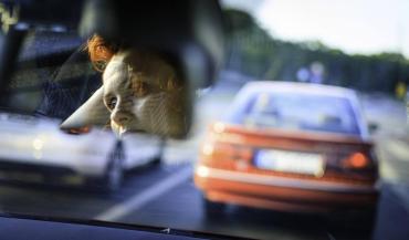 Photo of a female driver reflected in the rear view mirror driving with an orange car ahead